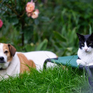 Ein Hund liegt auf dem Rasen in einem Garten, neben ihm sitzt eine Katze auf einem Liegestuhl. Tiersitting ist eine Möglichkeit, um günstig Urlaub zu machen