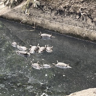 Tote Ratten schwimmen in einem Wasserkanal bei Bodenheim.
