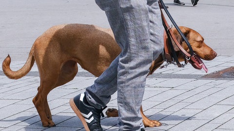 Ein Hund an einer Leine. (Symbolbild) In Mainz ist ein Streit zwischen Hundebesitzern eskaliert. 