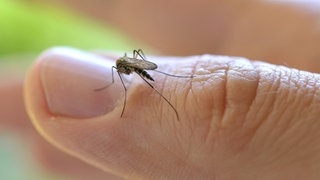 Die gemeine Stechmücke (Culex pipiens) setzt auf einem Daumen zum Stich an.