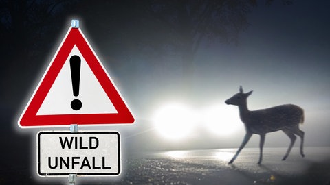 Ein Schild mit der Aufschrift "Wildunfall", dahinter steht ein Reh auf der Straße, das von Autoscheinwerfern angeleuchtet wird. (Fotomontage)
