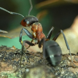 Eine Ameise sitzt im Wald auf einem Ast. Mainzer Forschende haben herausgefunden, dass Ameisen, die mit einem Bandwurm infiziert sind, länger leben. 