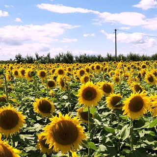 Ein Sonnenblumenfeld bei Wackernheim. 