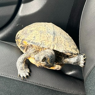 eine Schildkröte sitzt auf dem Beifahrersitz eines Polizeiautos