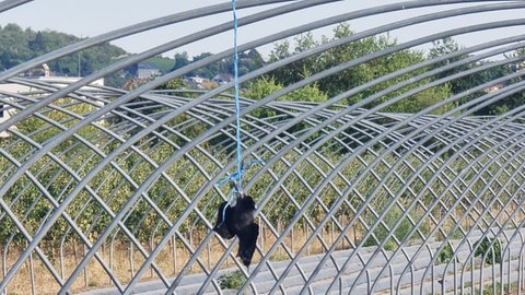 Eine Dohle hängt tot auf einem Obstfeld bei Ingelheim.