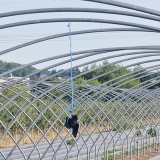 Eine Dohle hängt tot auf einem Obstfeld bei Ingelheim.