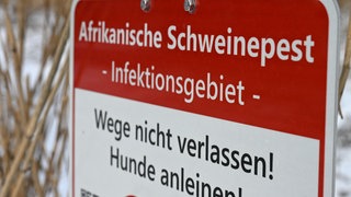 Ein Hinweisschild auf die Schweinepest. Zwischen Oppenheim und Guntersblum soll es Lockerungen geben (Symbolbild)