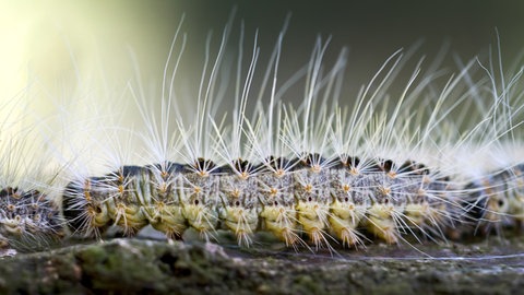 Eichenprozessionspinner