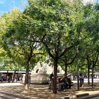 Menschen sitzen auf Bänken im Schatten unter den Bäumen am Trierer Kornmarkt.