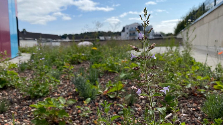 Im Garten auf einem Dach der Junior Uni gibt es unter anderem Pflanzen, die mit wenig Wasser auskommen. Es sollen auch noch Hochbeete dazu kommen, mit denen die Kinder etwas über Pflanzen lernen sollen.