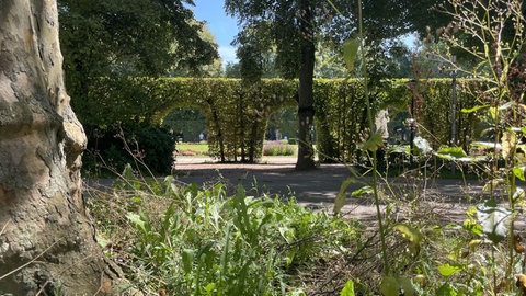 Der Angeklagte soll im vergangenen Mai versucht haben, im Trierer Palastgarten einen anderen Mann mit einem Küchenmesser zu töten. 