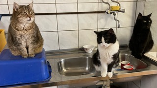 Im Tierheim in Idar-Oberstein leben rund 200 Tiere. Viele wurden aus traumatischen Verhältnissen befreit.