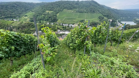 Es geht steil nach unten in der Traben-Trarbacher Lage "Burgberg".