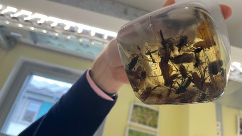 Solche Sammlungen mit toten Insekten braucht es künftig vielleicht nicht mehr, wenn die neue Falle sich durchsetzt. 