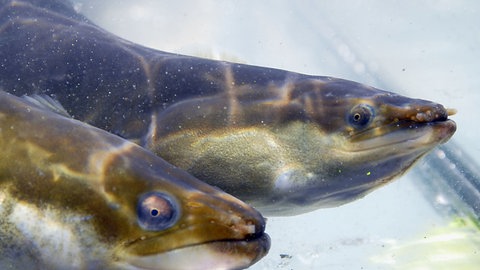Viele Aale überleben ihre langen Wanderungen zur Saragossa-See nicht.