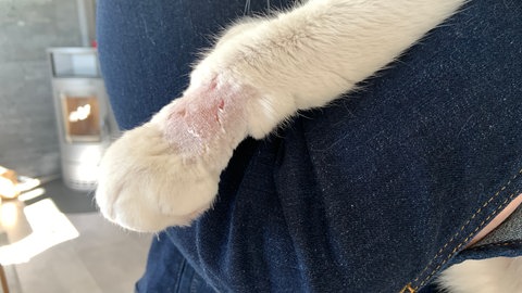 Kater verletzt in Tellereisen getreten und verletzt.