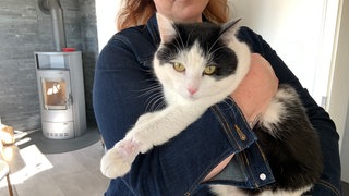 Kater Struppi aus Birgel ist in ein Tellereisen getreten und hat sich schwer verletzt. 