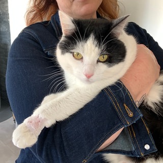 Kater Struppi aus Birgel ist in ein Tellereisen getreten und hat sich schwer verletzt. 