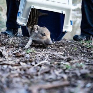 Ordnungsamts-Mitarbeiter haben in Idar-Oberstein zwei Wildschwein-Babys in Sicherheit gebracht.
