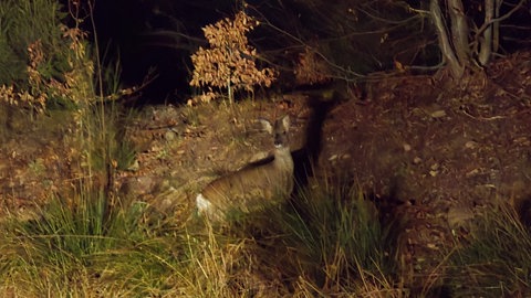 Auch Rehe haben die Forscher bei ihrer nächtlichen Tour durch den Nationalpark entdeckt. 