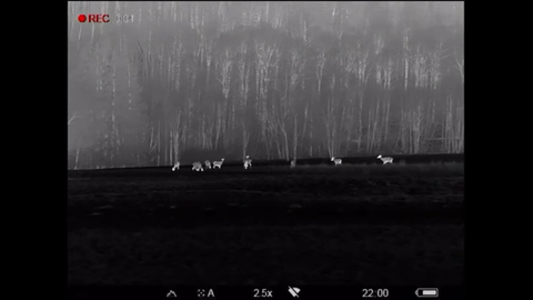 Ein Rudel Hirsche grast auf einem Feld in der Nähe von Börfink. 