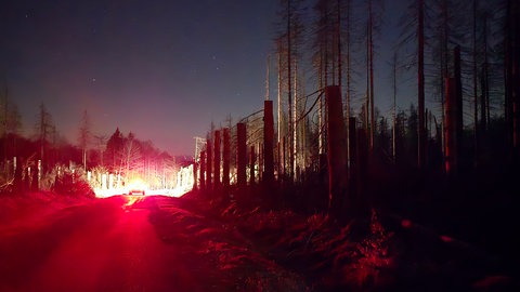 Gespenstischer Anblick: Das hat der Borkenkäfer vom Wald übrig gelassen.