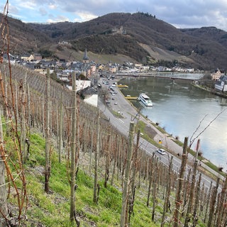 Das Moselstädtchen Bernkastel-Kues ist geprägt vom Weinbau. Viele renommierte Weingüter haben Anbaugebiete in der Gegend. 