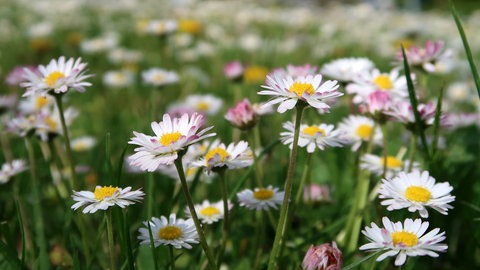 Gänseblümchen auf einer Wiese