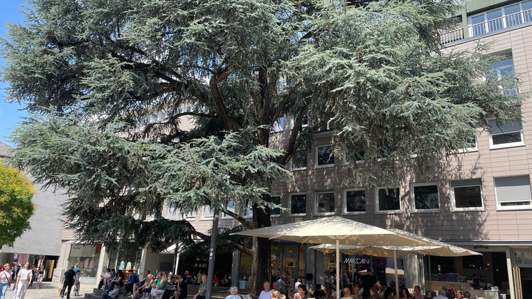 Menschen sitzen im Schatten der großen Atlaszeder am Trierer Kornmarkt. 