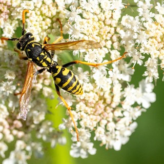 Mit Hilfe einer Insektenfalle und einer neuen KI wollen Forscher am Umwelt-Campus Birkenfeld Insekten schnell identifizieren.