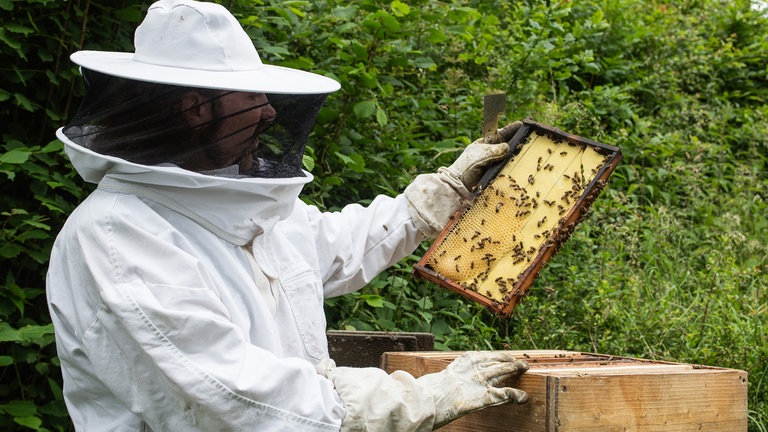 Das Wetter hat Einfluss auf die Bautätigkeit. Normalerweise wären die sogenannten Mittelwände längst von den Bienen ausgebaut worden.