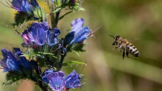 Sobald sich die Sonne zeigt, fliegen die Bienen aus. Sie sammeln Nektar und Pollen. Doch das kalte und nasse Wetter hat sie bisher zu oft am Sammeln gehindert.