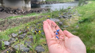 Die ganze Kyll entlang findet sich blaues Granulat, wie hier in Sankt Thomas. Die Anwohner sprechen von einer Umweltkatastrophe. 