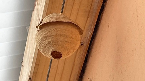 Das Nest der asiatischen Hornisse ist anfangs leicht mit Nestern einheimischer, geschützter Arten zu verwechseln. Deswegen sollte man vor einer Beseitigung immer erst abklären, um welche Insektenart es sich handelt.