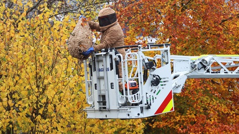 Bei der Bekämpfung der asiatischen Hornisse muss ein spezieller, besonders dicker Schutzanzug getragen werden. 