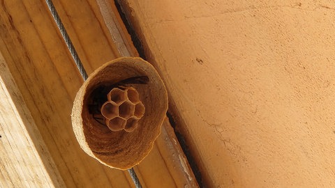 Die asiatischen Hornissenkönniginnen übernehmen anfangs gerne bereits bestehende Nester ihrer Artgenossen. Dabei töten sich die Tiere gegenseitig.