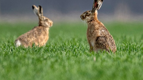 Hasenprest im Eifelkreis Bitburg-Prüm ausgebrochen