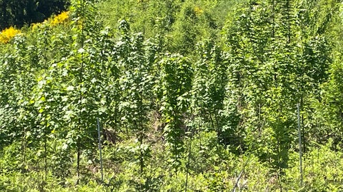 Fünf Jahre alte Buchen im Forstrevier Konz-Wiltingen entwickeln sich zu einem neuen Waldgebiet.