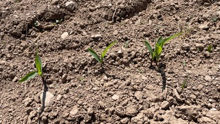 Wegen der langen Trockenheit wächst der ausgesäte Mais kaum.