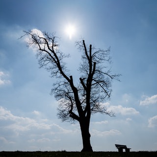 Eine Bank steht neben einem Baum (Archivbild): Ein 91-jähriger Belgier hat sich auf dem Heimweg vom Arzt bis in den Hunsrück verirrt