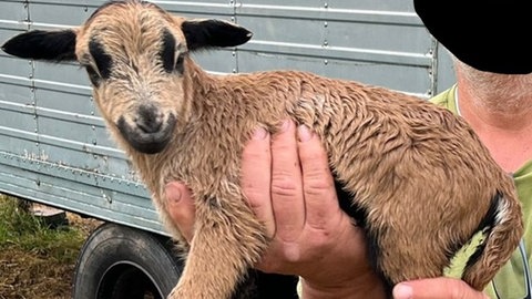 Unbekannte haben erneut ein Kamerunschaf von einer Weide gestohlen