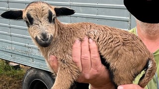 Unbekannte haben erneut ein Kamerunschaf von einer Weide gestohlen