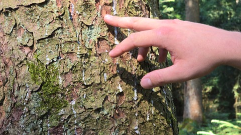 Der Baum hat versucht, sich mit Harz gegen den Borkenkäfer zu wehren, ist aber unterlegen.
