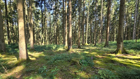 Wälder in ganz Rheinland-Pfalz sind leerer als sonst, weil es an Personal fehlt.
