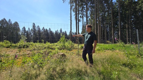 Revierleiter David Klett zeigt das große Käferloch, das der Borkenkäfer links im sonst dichten Wald hinterlassen hat.