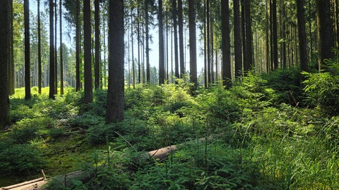 Im Wald von Birresborn fehlen aktuell noch zwei weitere Forstarbeiter.