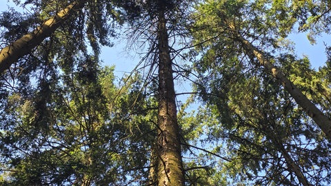 Dieser Baum im Birresborner Wald hat keine einzige Nadel mehr in seiner Fichtenkrone. Er ist vom Borkenkäfer befallen.