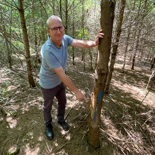 Das Holz dieser Douglasie soll später für Möbelstücke verwendet werden.