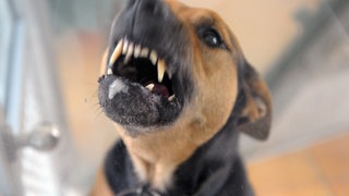 Ein Hund steht bellend in seiner Box und fletscht die Zähne. Nachdem in Idar-Oberstein im Juli ein Mädchen von einem Hund gebissen wurde, machen sich viele Menschen in der Region Trier Gedanken darüber, wie gefährlich Hunde sein können. 