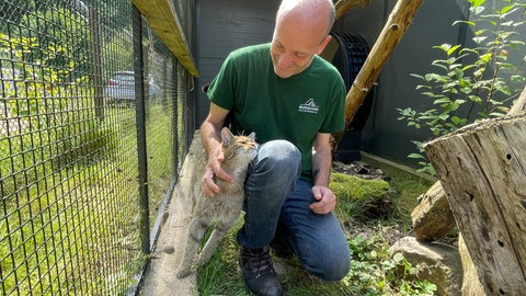 Eine Wildkatze zusammen mit Jürgen in einer der Volieren.
